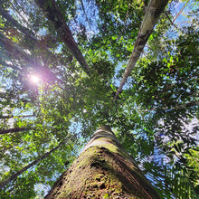 画像をギャラリービューアに読み込む, アマゾン バーム