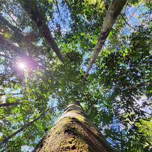 画像をギャラリービューアに読み込む, 聖木樹液 コパイバ マリマリ プレミアム