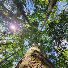 画像をギャラリービューアに読み込む, コパイバのど飴